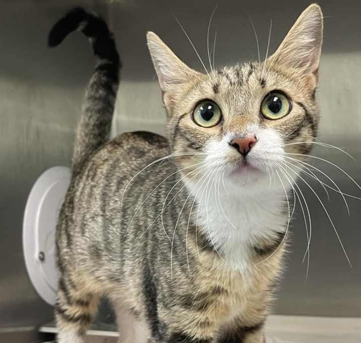Photo of MOMO MOJO