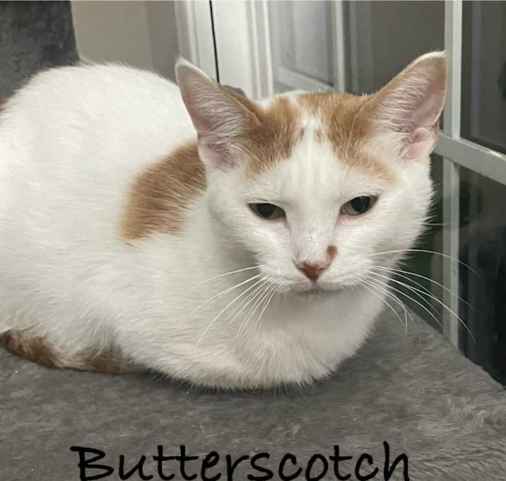 Photo of Butterscotch