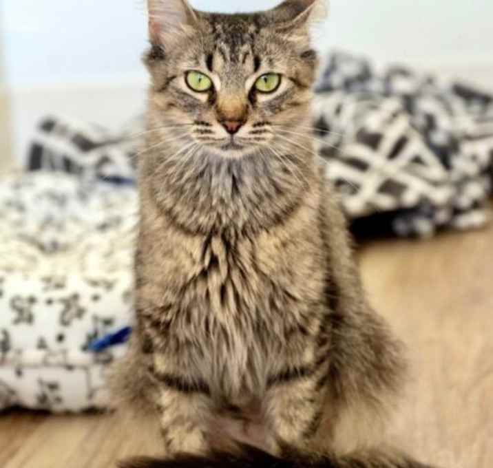 Photo of Shasta
