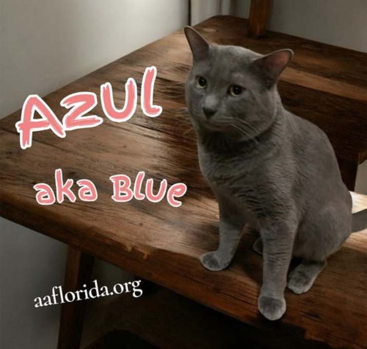Photo of Azul