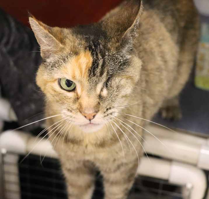 Photo of Digit