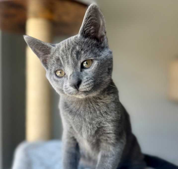 Photo of Charlie (pre adopt )