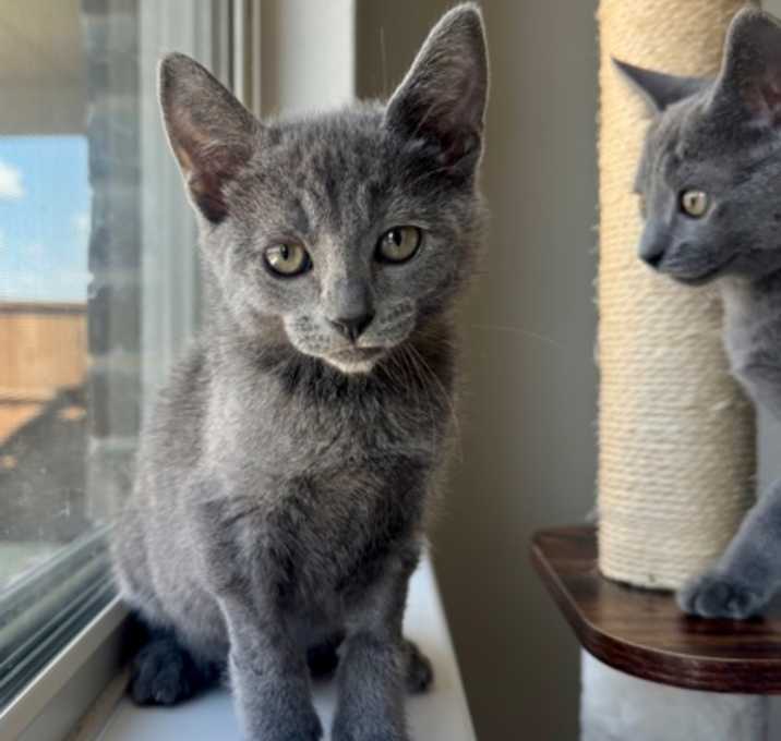 Photo of Oliver (pre adopt)