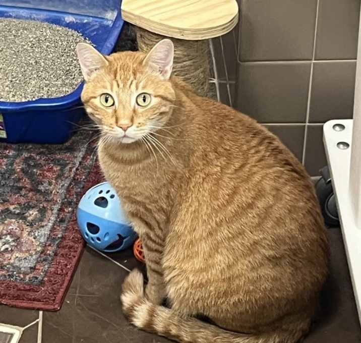 Photo of Simba -- Bonded Buddy With Cakes