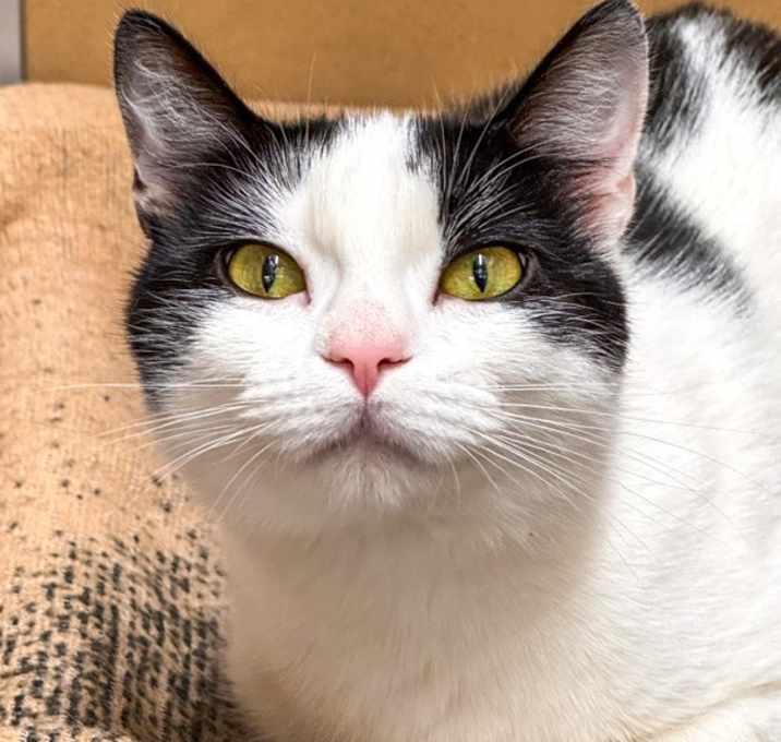 Photo of Cakes -- Bonded Buddy With Simba