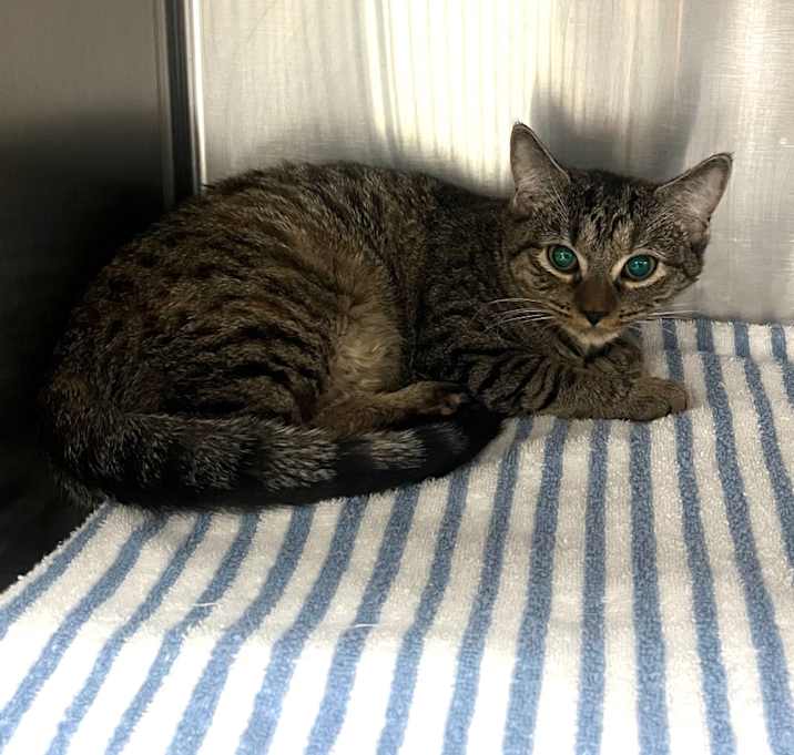 Photo of Luna