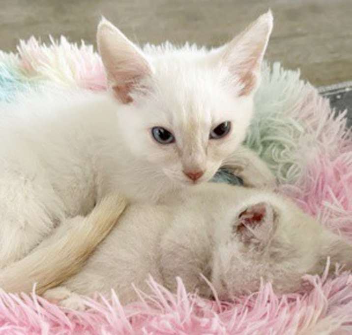 Photo of Flash & MrKitty