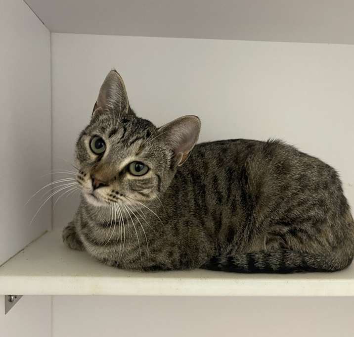 Photo of Butterfield