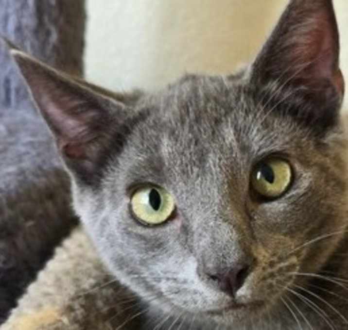 Photo of Sima