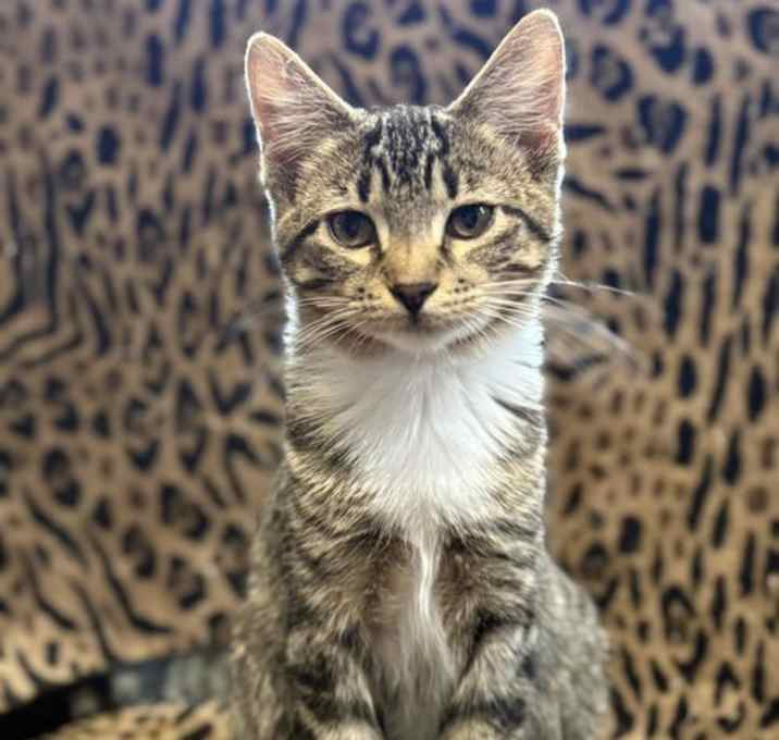 Photo of Stitch ⭐️