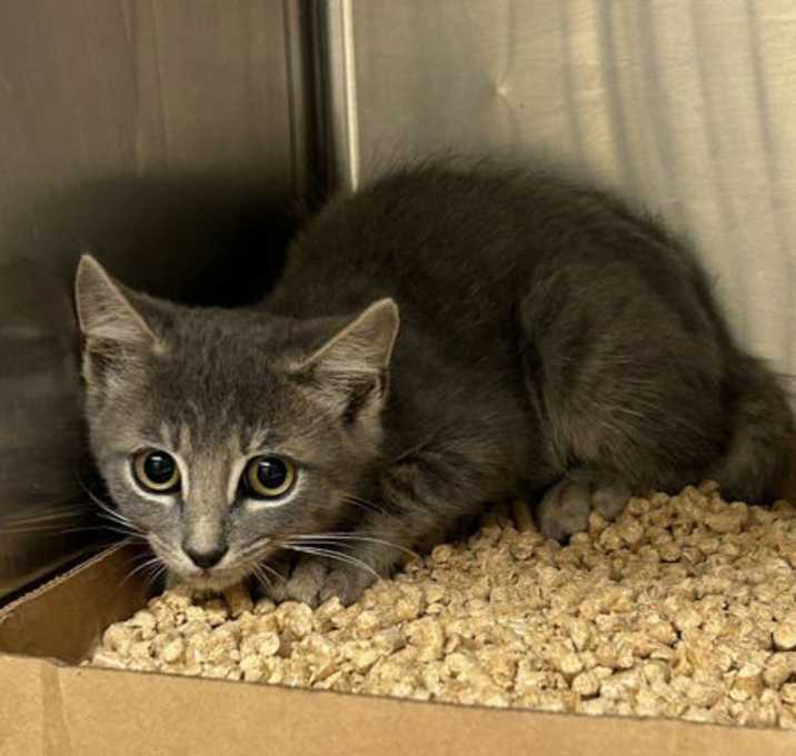 Photo of 182233 + 182234 (Off Site Foster)