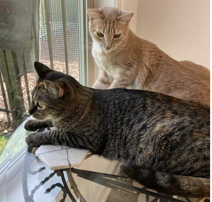 Photo of Venus and Serena