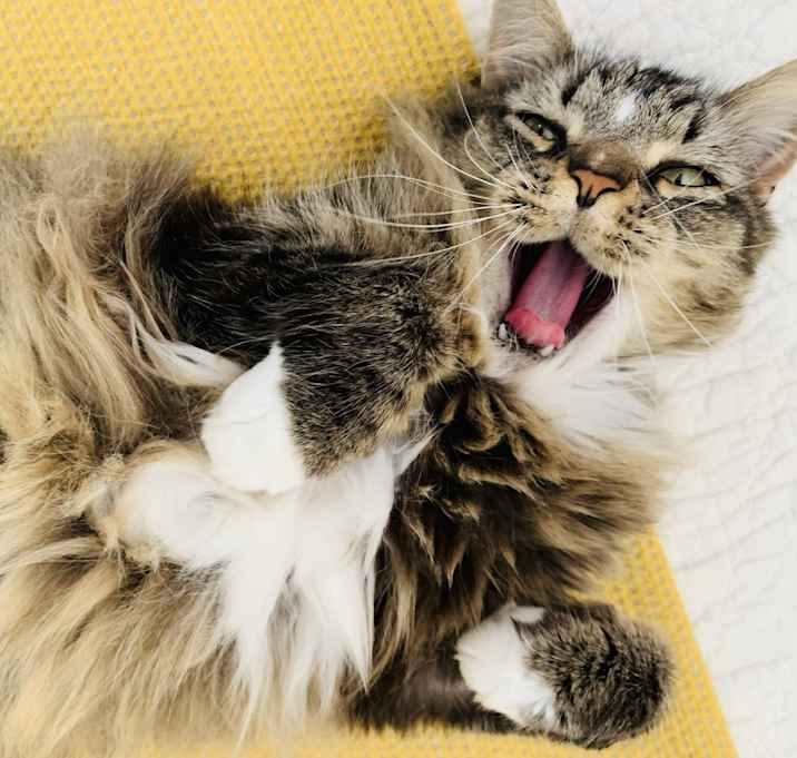 Photo of Felix