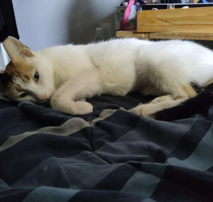 Photo of Clover