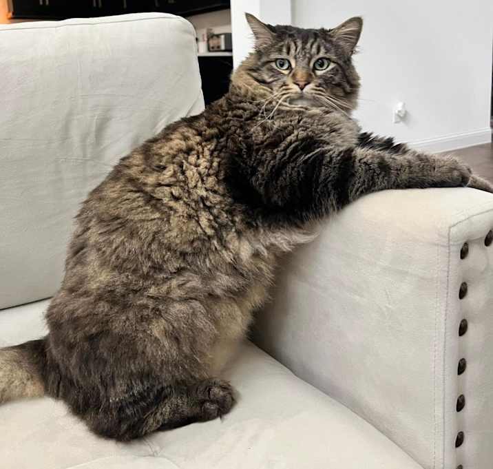 Photo of Simba
