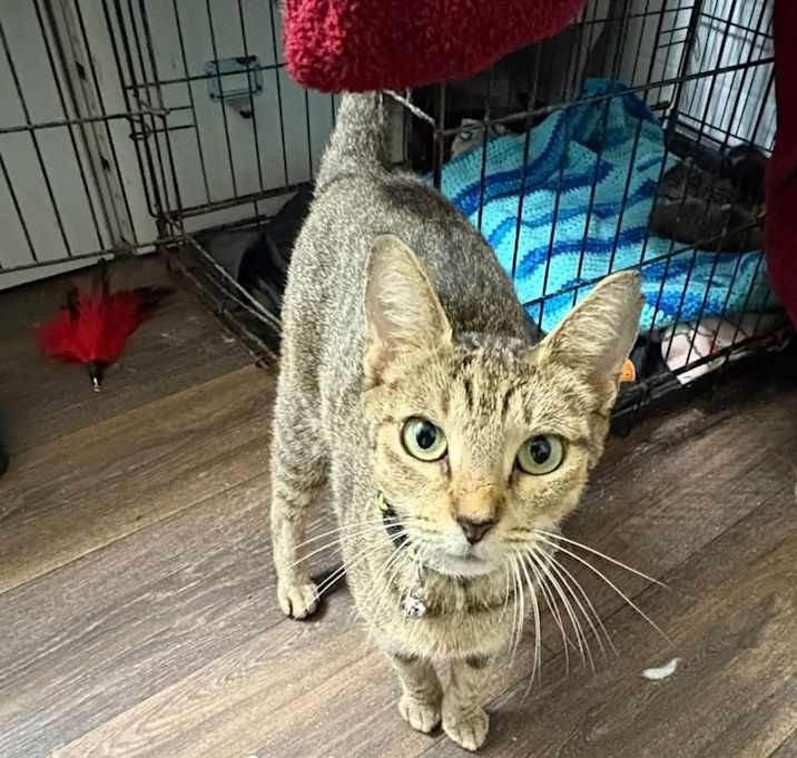 Photo of Emerald (Mom)