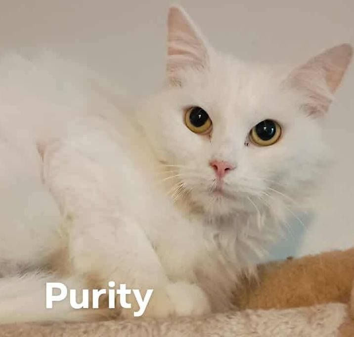 Photo of Purity
