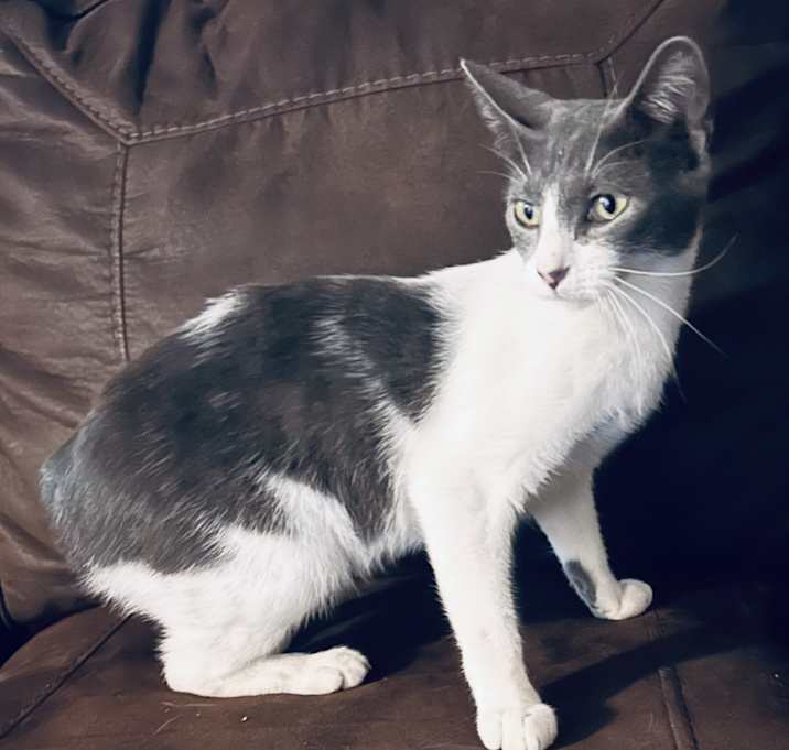 Photo of Pixie