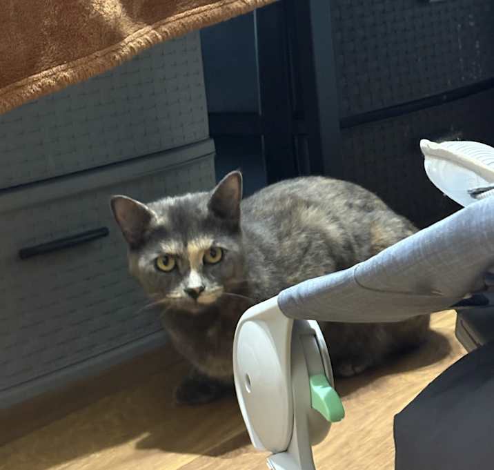 Photo of Princess