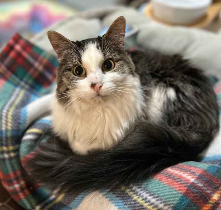 Photo of Hildi (Kirby Kat)