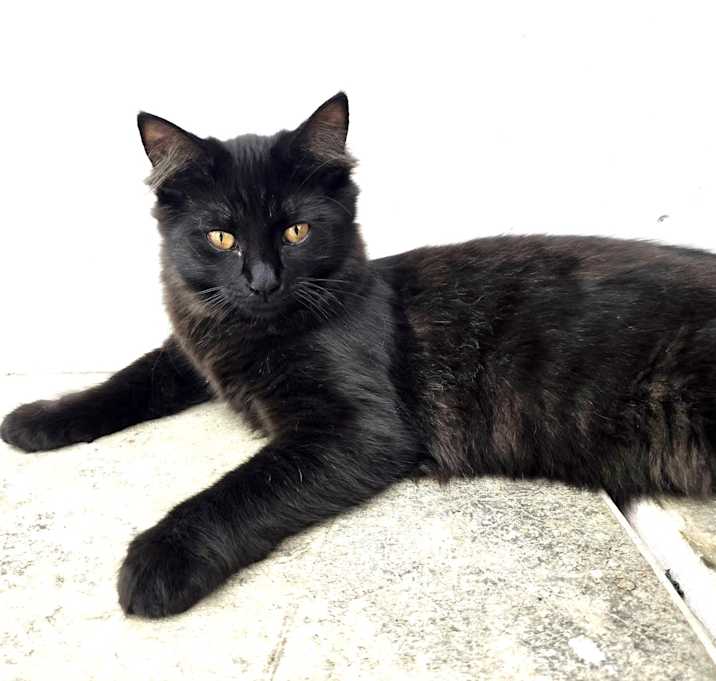 Photo of Trixie,pretty perfect baby!