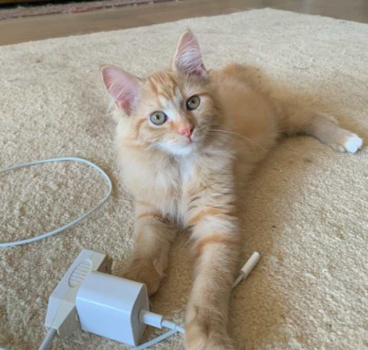 Photo of Harrison(bonded with Vivian)