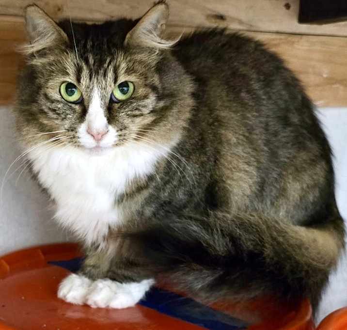 Photo of Matilda needs urgent foster