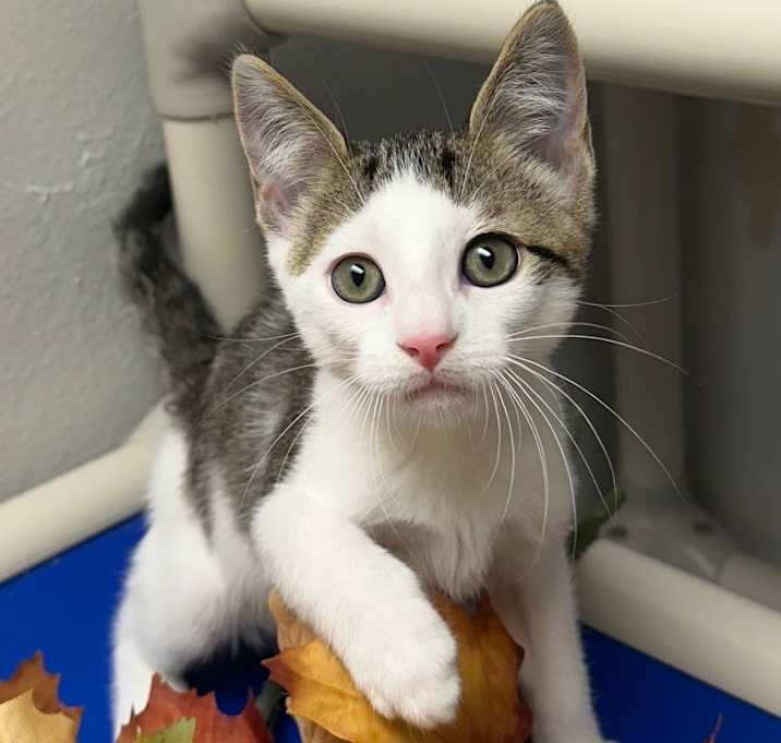 Photo of 8/21/25 - Apple Jack