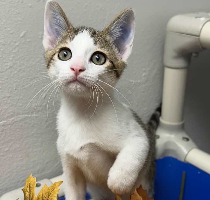 Photo of 8/21/25 - Crispix