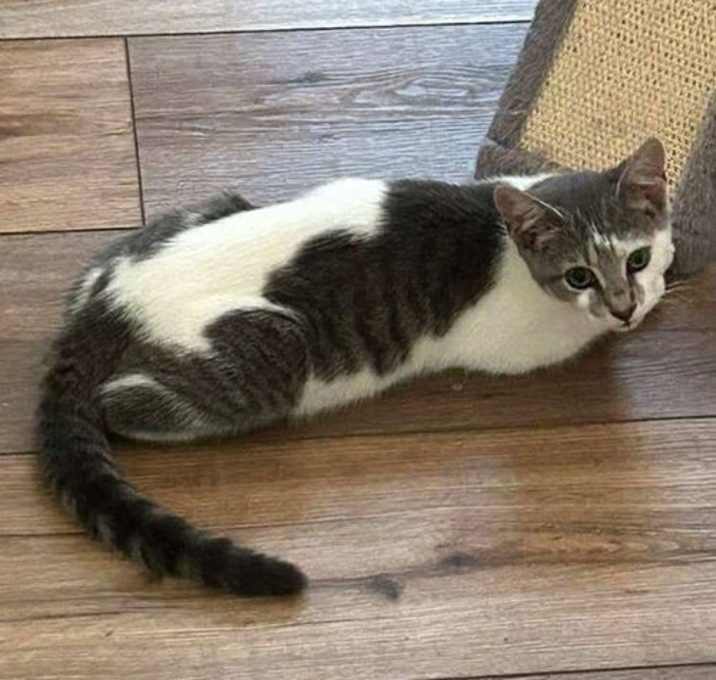 Photo of Honeysuckle: Not at shelter (Matt)