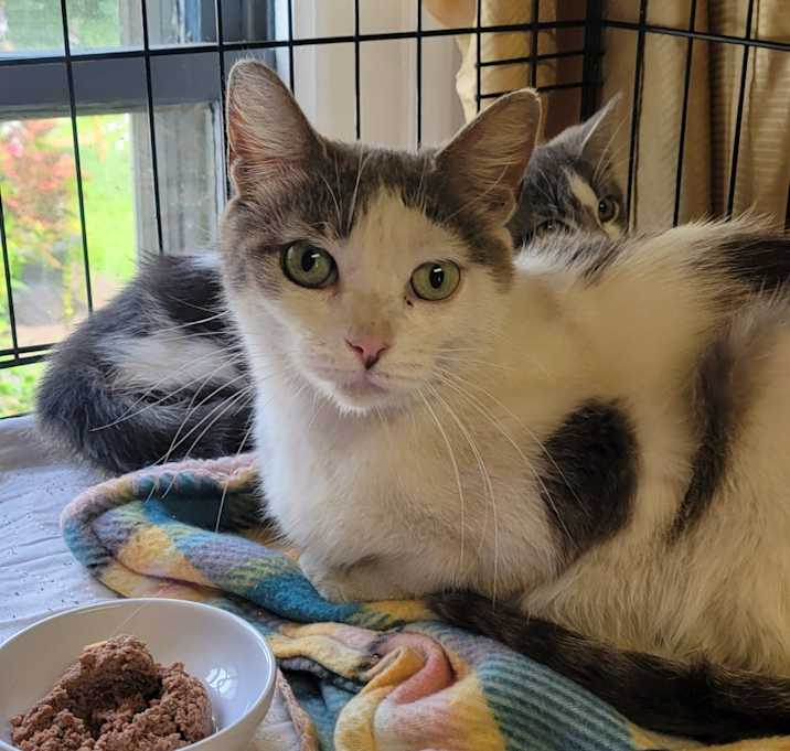 Photo of 110-Martha Kitty (in Foster)