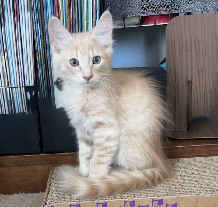 Photo of Firecracker