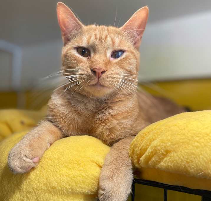 Photo of Marshall Meowthers