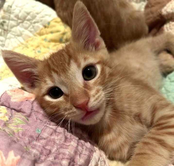 Photo of Kitten Goofy