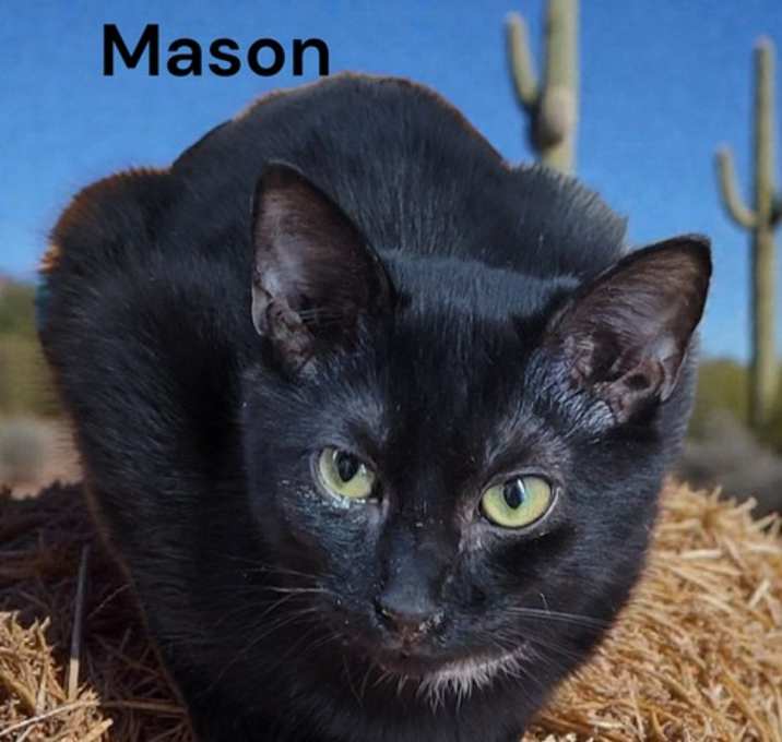 Photo of Mason