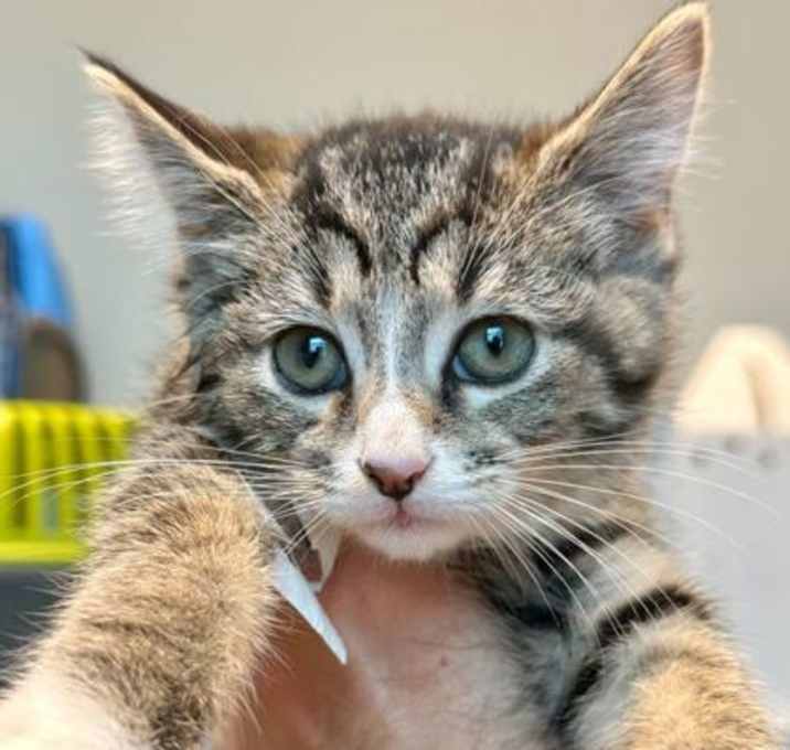 Photo of Miss Fiddle-Dee