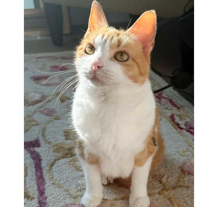 Photo of Orange Blossom