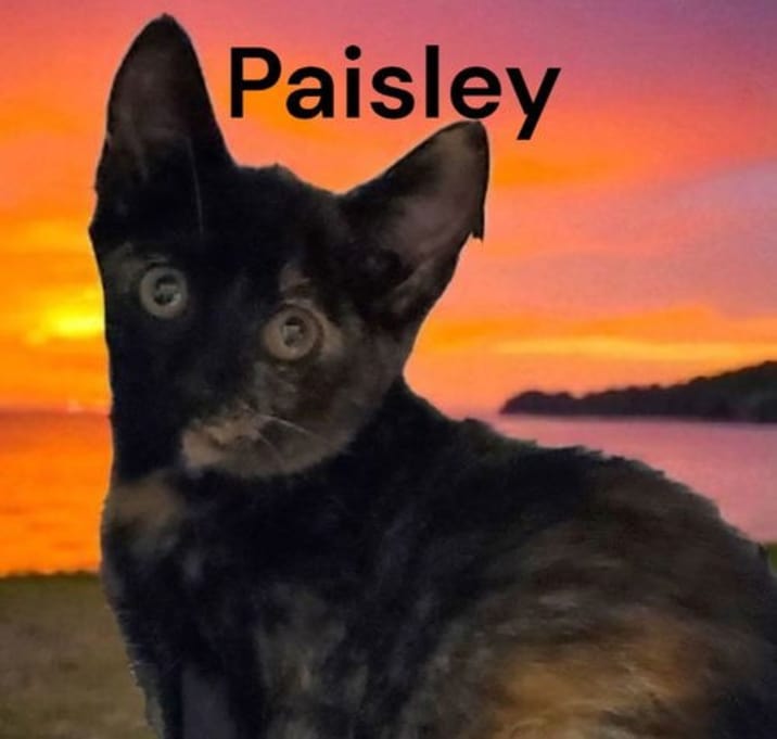 Photo of Paisley