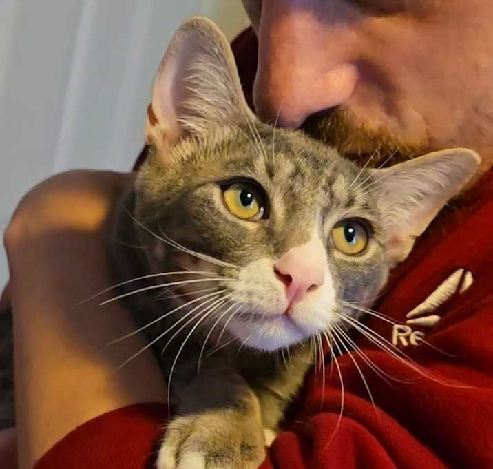 Photo of Dilbert (paired with Gizmo)