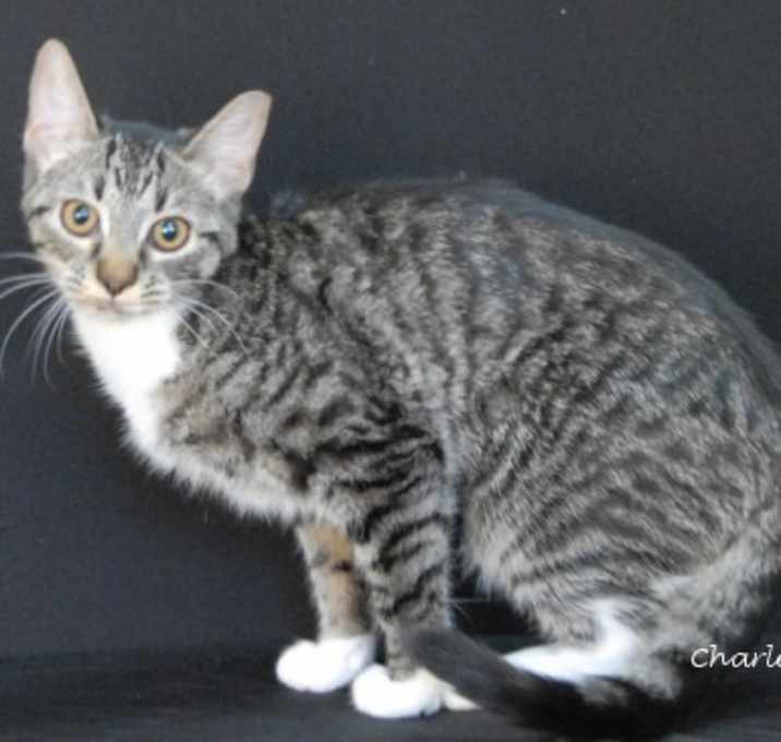 Photo of Gee Willikers