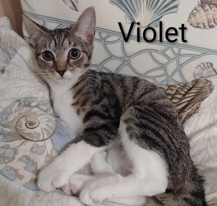 Photo of Violet