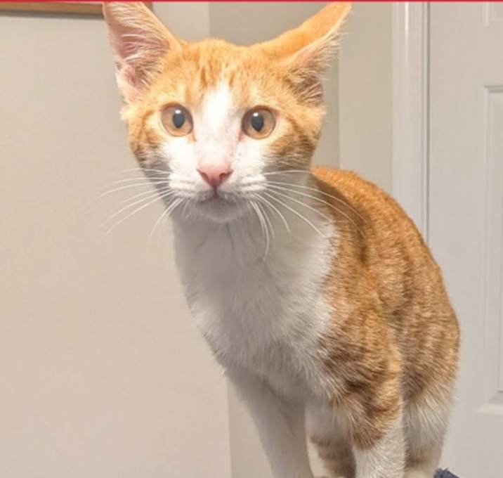 Photo of Dalton  *A PRIORITY PET*