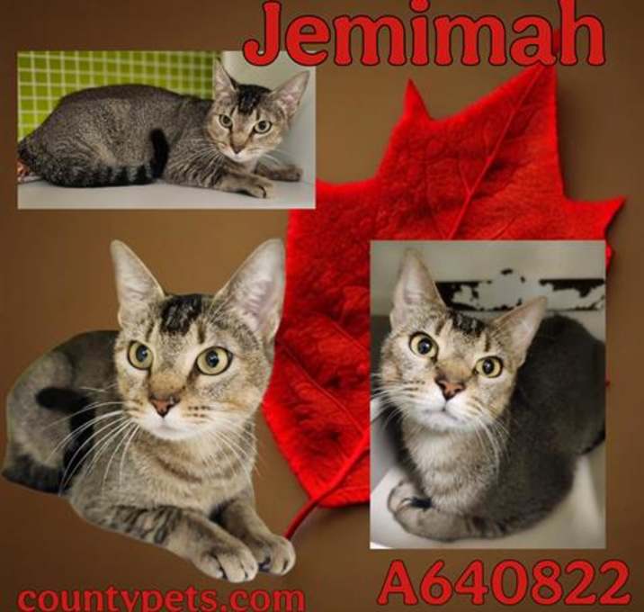 Photo of JEMIMAH
