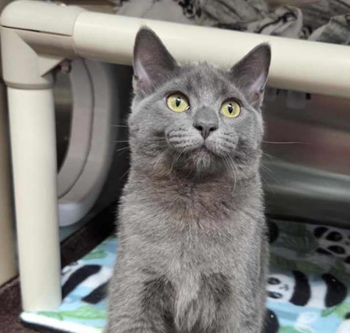Photo of VADER