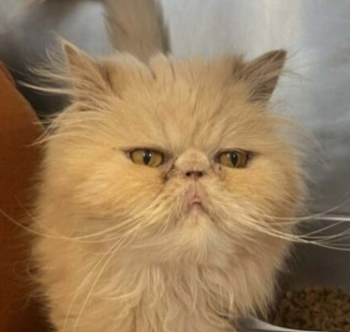 Photo of Belle