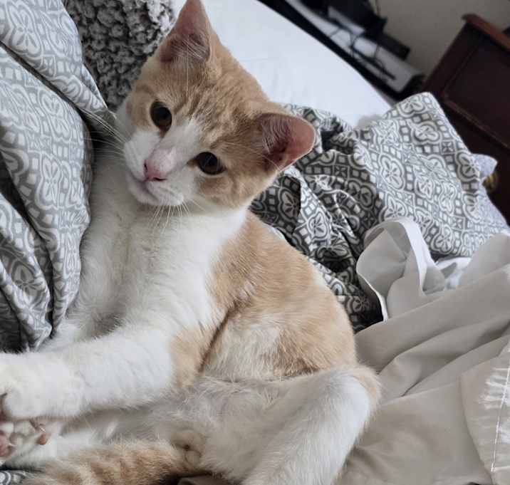 Photo of Apollo