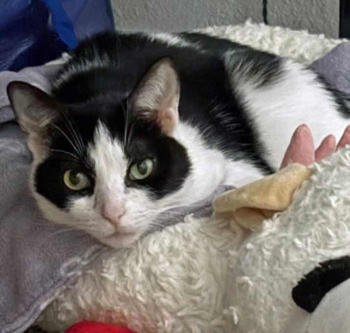 Photo of Molly (in foster)