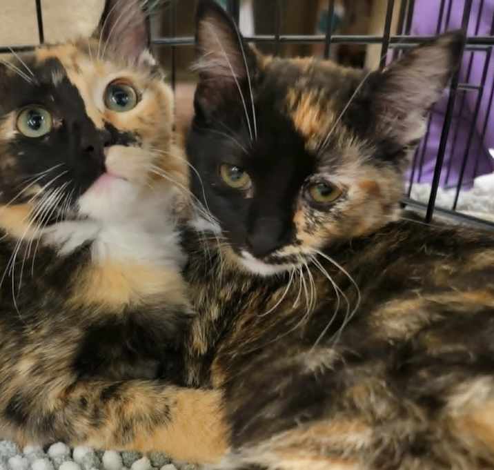 Photo of Clawdia Monet