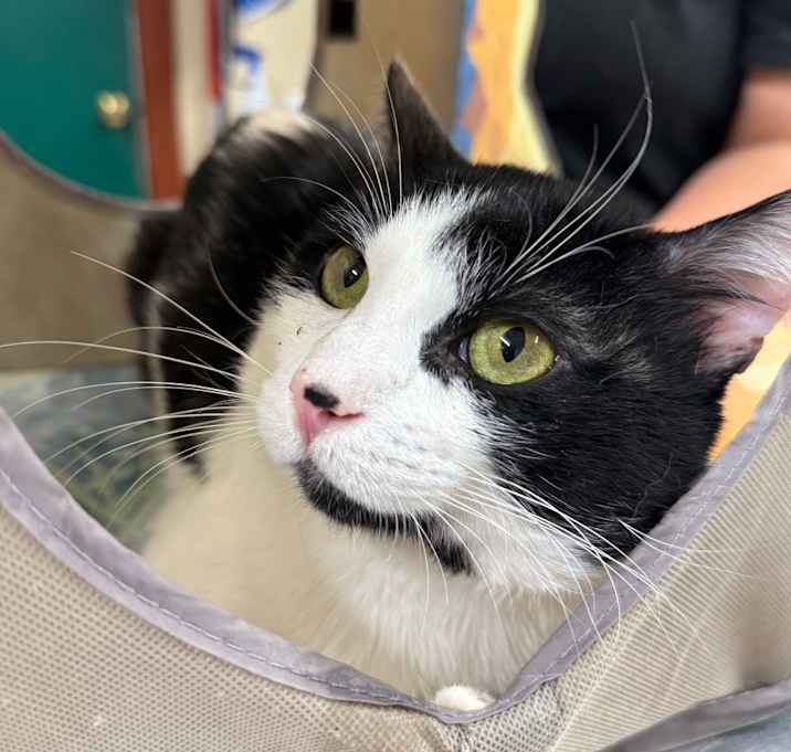 Photo of Señor Poopington