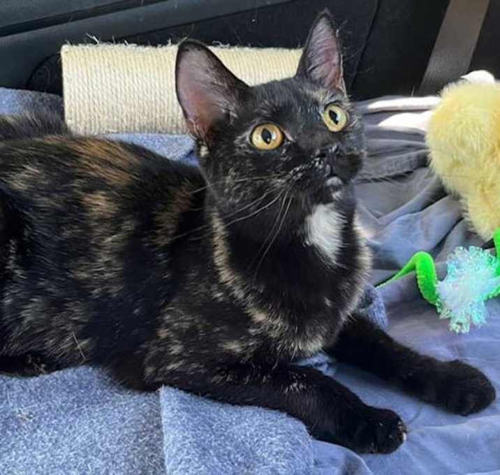 Photo of LITTLE SQUIRT